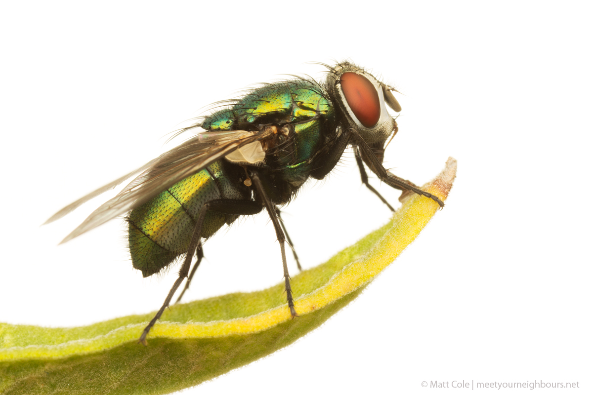 MYN Greenbottle Fly